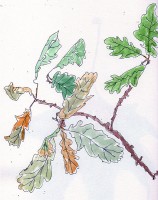http://francesleeceramics.com/files/gimgs/th-34_autumn oak leaves web.jpg